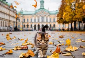ДЕНЬ НАРОДНОГО ЕДИНСТВА В ПЕТЕРБУРГЕ  01.11.25 - 05.11.25